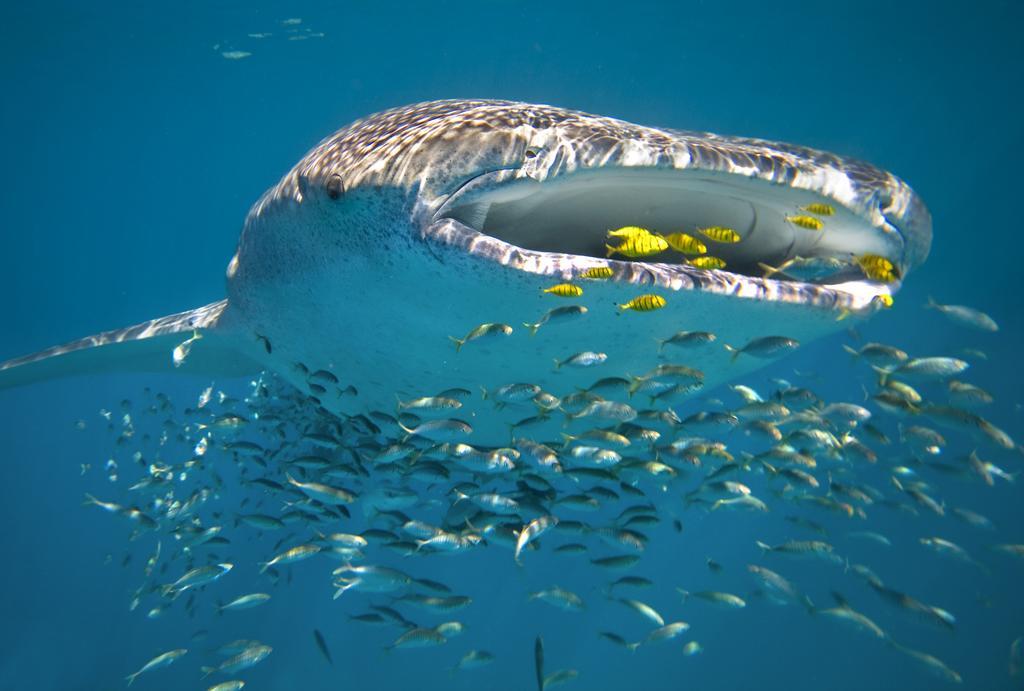 Готель Sal Salis Ningaloo Reef Ексмут Екстер'єр фото